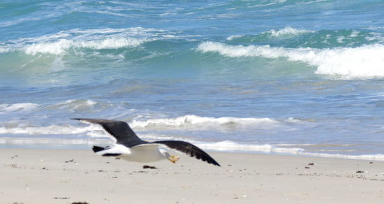 So versuchen wir es mal mit etwas Brot!
Nach zwei Nächten haben wir genug, es weht ständig ein recht steifer Wind und nachts wird es recht kühl, was weiter nicht verwunderlich ist, da eine Kältewelle die USA überzieht!