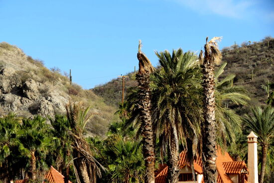 Viele Palmen haben ihre Krone verloren durch den Sturm