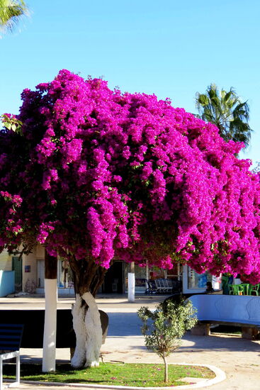 Im beschaulichen Dorfkern stehen alte, wunderschöne Bugambilias in ihrer leuchtenden Farbenpracht