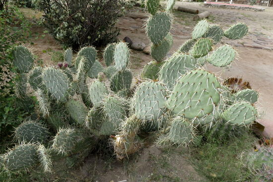 Fantastischer Kakteengarten bei der KIrche