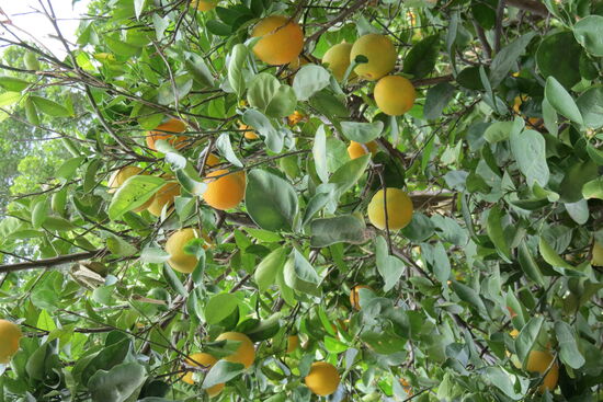 Und die Orangenbäume