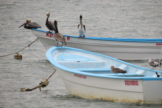 Da hilft nur ein kleiner Spaziergang, mal schauen was da so rumfliegt resp. steht! Pelikane sowie Strandläufer, vielleicht ist ihnen auch recht kühl
