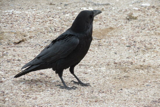 Ein fetter Rabe