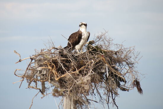 Und hoch oben lauert ein Seeadler auf seine Beute