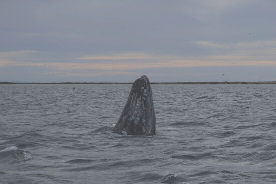 Da taucht einer auf, mit dem Kopf nach oben