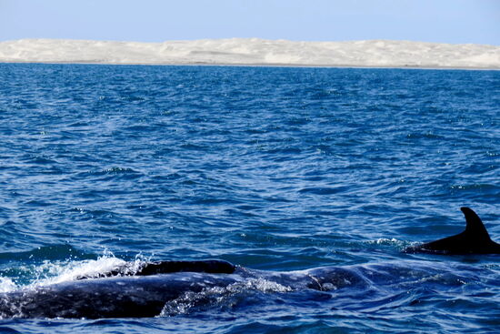 Hier schwimmt neben dem Wal noch ein Delfin