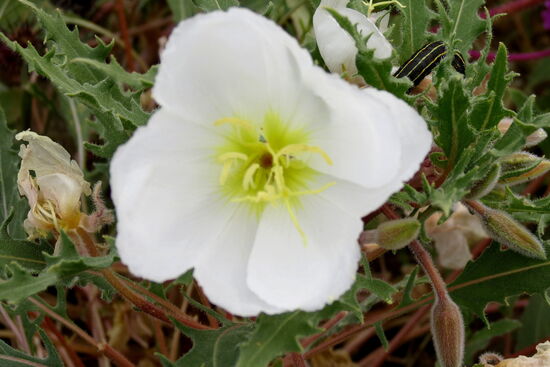 Anemonen