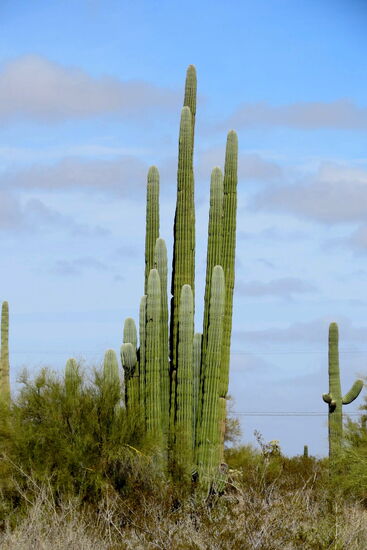 Saguaros