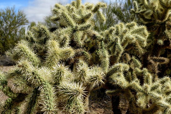 Viele verschiedene Kakteen