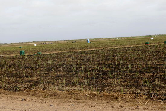 Riesige Flächen mit Spargelfeldern