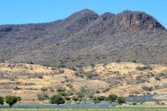 Und da sind sie - die tollen blauen Agavenfelder