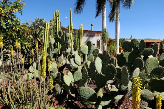 Charly's schöner Kakteengarten