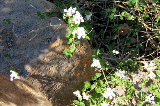 Auch hier ist Frühling und viele Kakteen beginnen zu blühen. Leider weht immer ein Wind, welcher es nicht zulässt, Makroaufnahmen zu tätigen.
