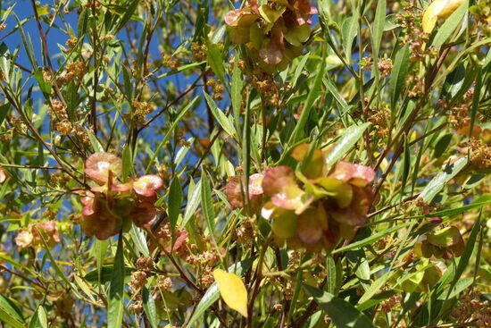 Es ist wirklich sehr heiss hier, aber der Garten lädt zum Staunen ein.