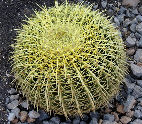 Wenn auch stachelig, aber immer wieder bezaubernd - toll was die Natur uns zeigt!