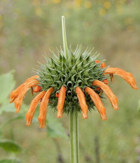 An Stelle des Popos haben wir diese wundervolle Blume gesehen! Sie blüht sogar 3-stöckig, das hatte ich zuvor noch nie gesehen!
