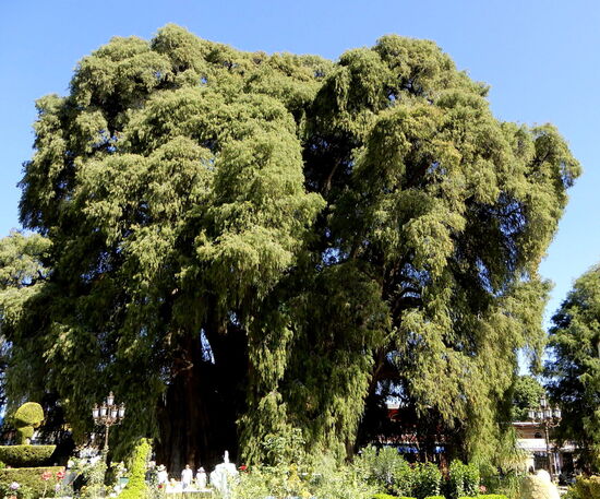Die riesige Baumkrone - die Höhe misst 42 m