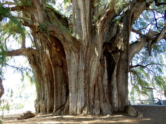 Der Durchmesser des Stammes liegt bei 14,05 m