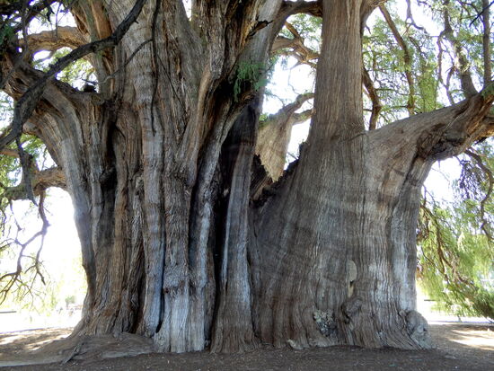 Schlicht unglaublich, was die Natur erschafft!