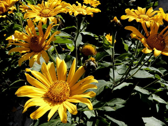 Fantastische Blumen säumen den Wegesrand