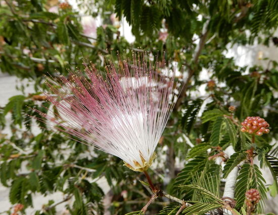 Ausserhalb der Kirche entdecke ich diese filigrane, noch nie gesehene Blüte