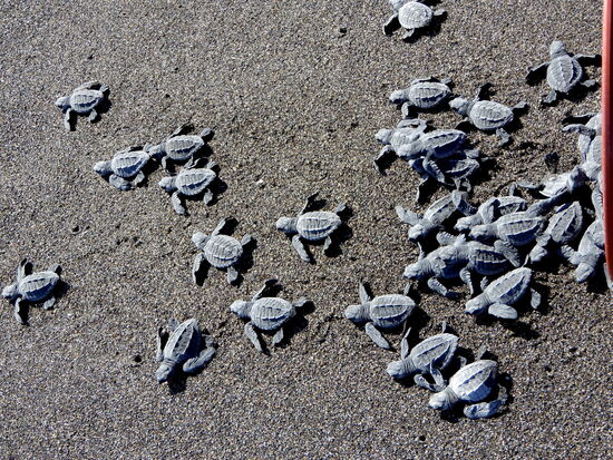 Uns bereitet es eine grosse Freude, gegen eine Spende ein ganzes Nest voller junger Meeresschildkröten in die Freiheit entlassen zu dürfen.