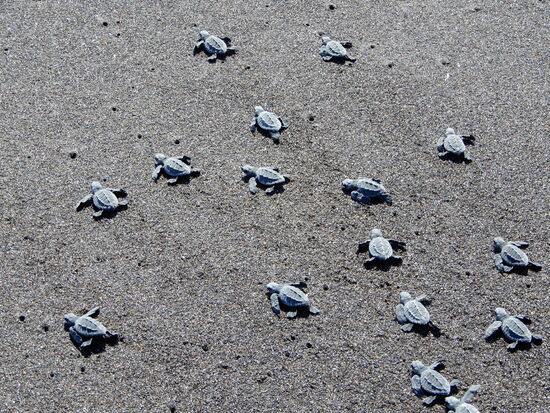 Zielstrebig schwabbeln sie dem Wasser zu