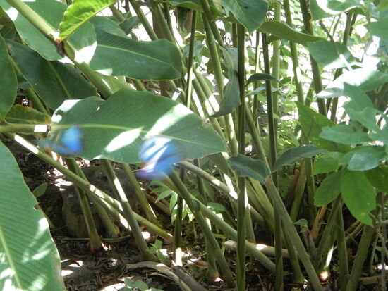 Leider kann man sie fast nicht fotografieren - in Natura sehen sie aber wunderbar aus!