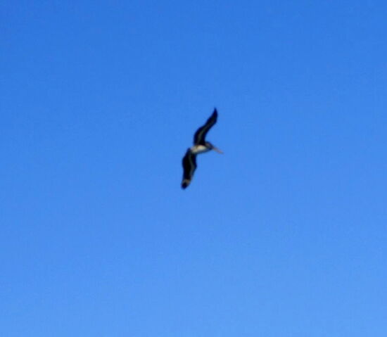 Mal einen Pelikan im Flug erwischt