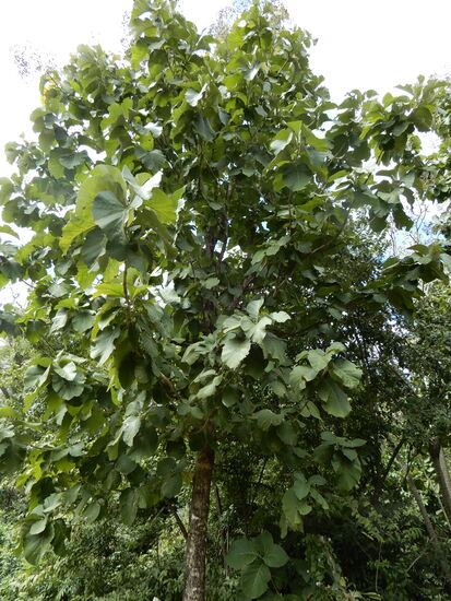 Aus der Erinnerung heraus sollte das ein Teakbaum sein!