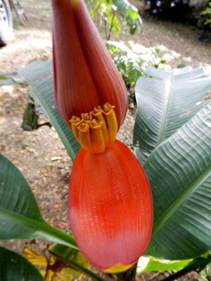Eine Blüte von "Dominicanas"