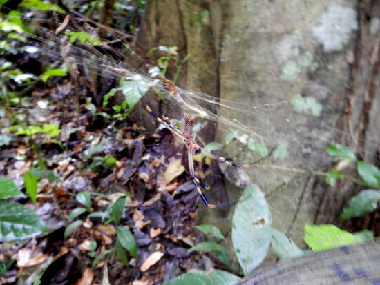 Man muss schon genau hinsehen... - eine grosse Spinne mit ihrem Netz! Giftig?