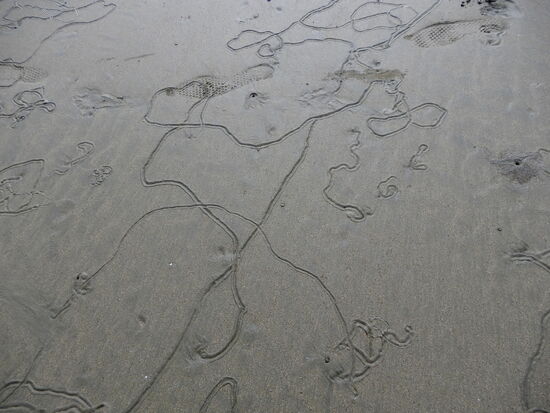 Ein ausgedehnter Strandspaziergang ist angesagt