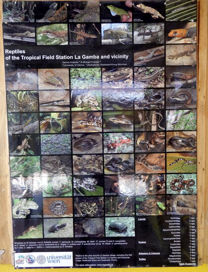 Diese Tierarten könnte man im Regenwald entdecken! (insofern man die Tiere erspähen kann!)