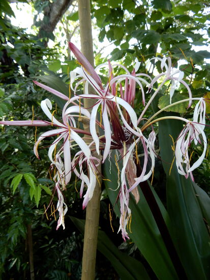 Mal wieder eine völlig unbekannte Blüte, aber wunderschön!