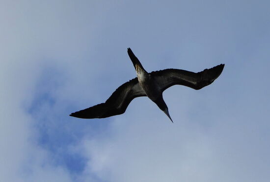 Treue Begleiter unseres Bootes zum Gaudi für die Passagiere - Fregattvögel gleiten dem Boot voraus und vollführen fliegerische Kunststücke!