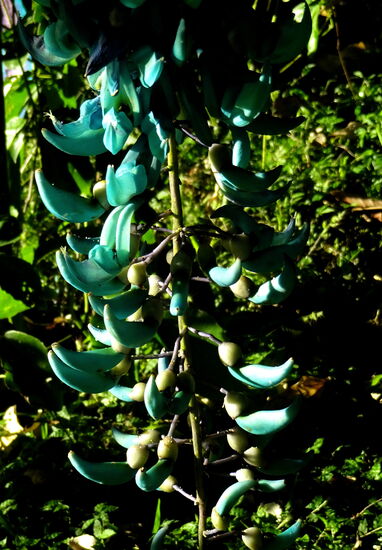 Die Farbe der Blüte ist sehr selten. Die Pflanze nennt sich "Flor de Jade" - jadefarbig ist genau richtig!