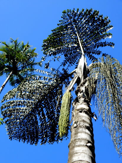 Mit 680 Palmenarten ist es die 2. grösste Sammlung von Palmen auf der Welt