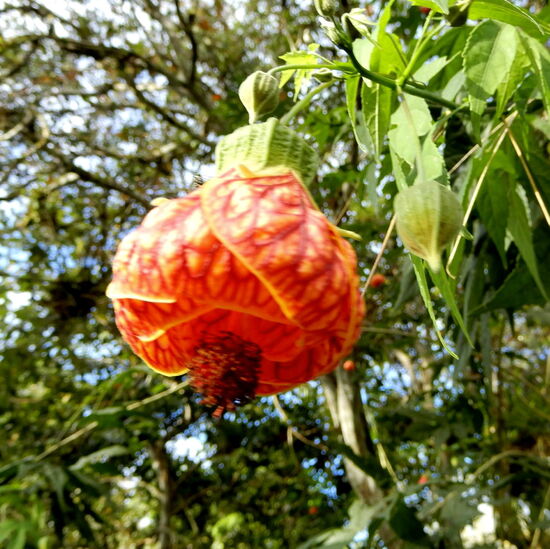 Trotz allem noch ein paar Bilder aus dem Garten von "Mama"!