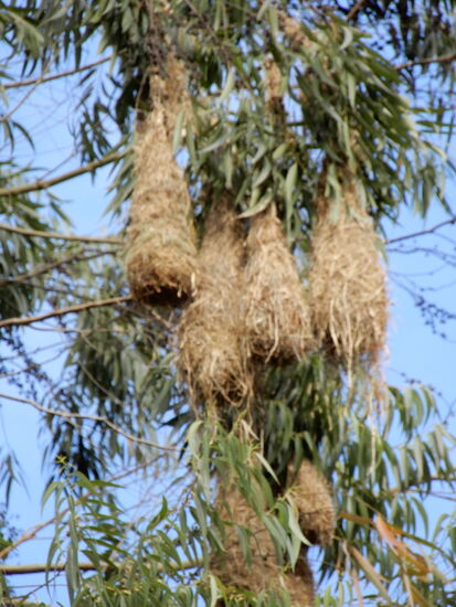 Nester eines schönen Vogels ...