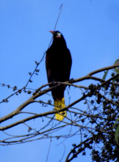 Der Oropendola oder auch Montezumastirnvogel genannt! Interessant ist sein Balzruf - dabei lässt sich der Vogel nach vorne fallen und beim Raufziehen stösst er seine Laute aus!