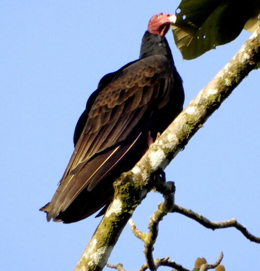 Ein Rotkopfgeier - auch Truthahngeier genannt