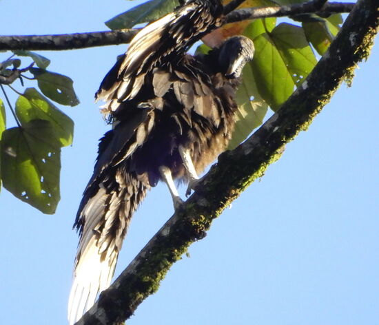 Am andern Morgen trocknet auch er sein Gefieder