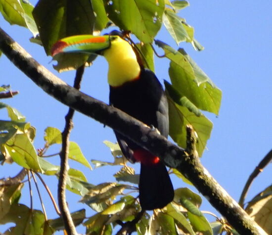 Und siehe da, ein wunderschöner Tucan setzt sich auf einen Ast! Endlich!
