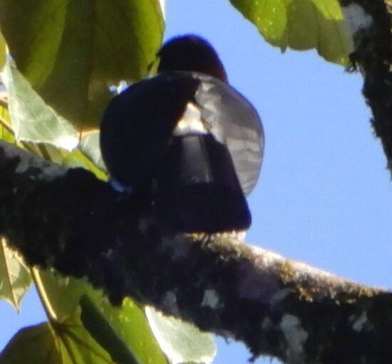 Der wendet mir leider den Rücken zu!