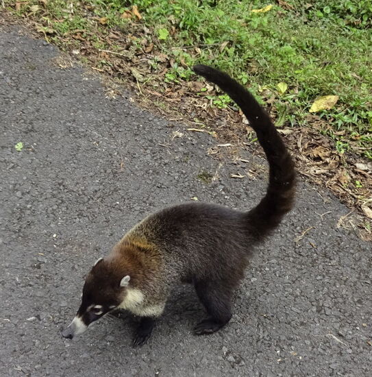 Mitten auf der Strasse hockt er - dieser Weissrüsselbär