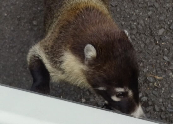Ich muss seinetwegen anhalten und sofort versucht er, an Leomobil hochzuklettern.
Leider haben wir keine Platz für Passagiere und somit muss er hier bleiben!