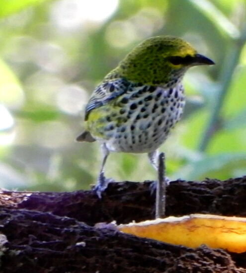 Die lassen sich nicht zweimal bitten