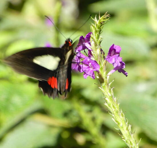 Wir entdecken auch wundervolle Schmetterlinge