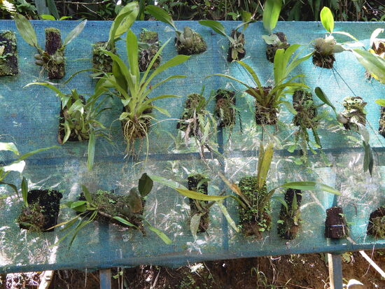 Leider sind die Pflanzen nicht beschriftet, ich vermute aber, dass hier Orchideen und Bromelien gezogen werden.